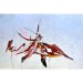 Is infinite stratos - shinonono houki akatsubaki ver.