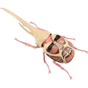 Plastic Model: Research Project 262 - Attack On Titan Edition Hercules Beetle - Colossal Titan [Fujimi]