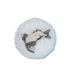 Relaxing Devon Rex - Gray Ver. [JXK Studio]