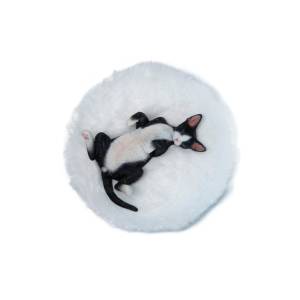 Relaxing Devon Rex - Black Ver. [JXK Studio]